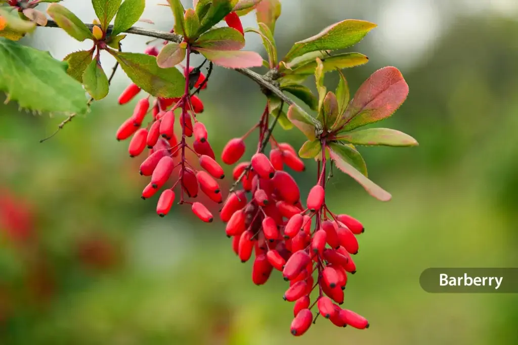 berberine for weight loss