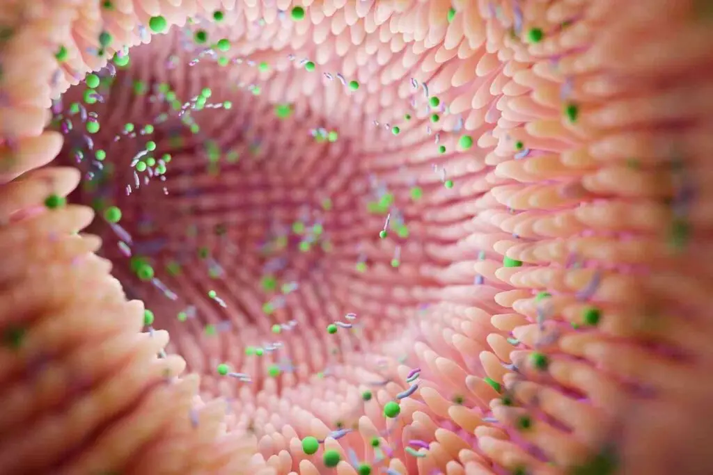 Inulin gut health microbiome 