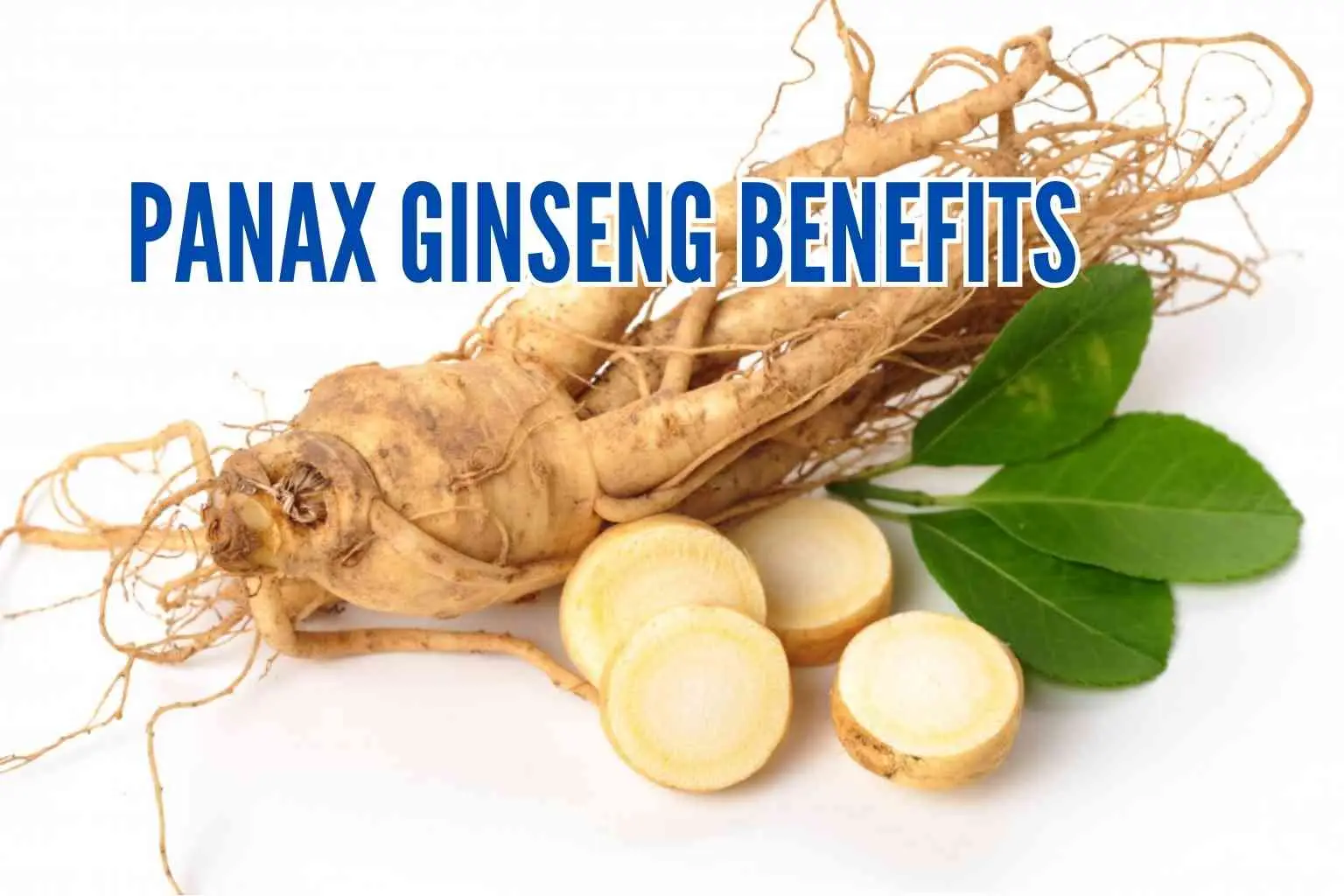 Panax Ginseng Benefits