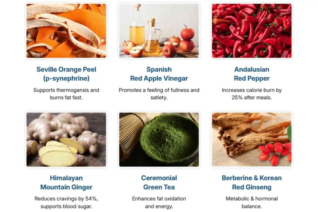 CitrusBurn Ingredients Review