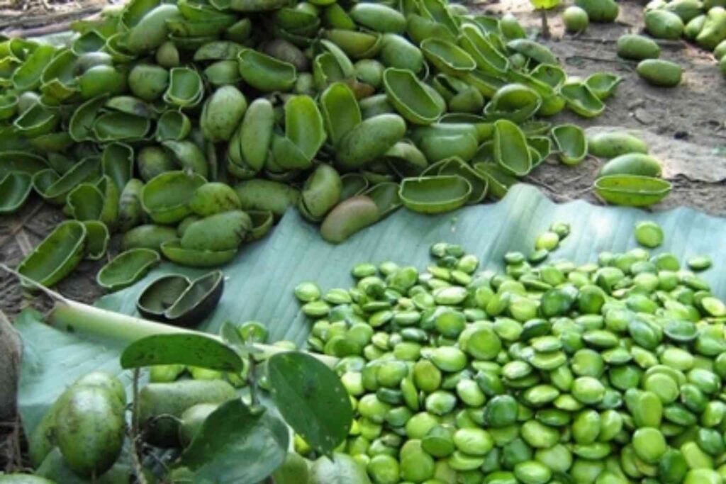 5-HTP Griffonia simplicifolia