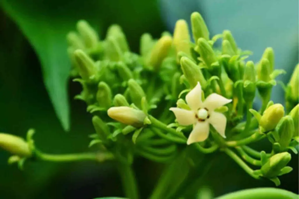 Gymnema sylvestre blood sugar