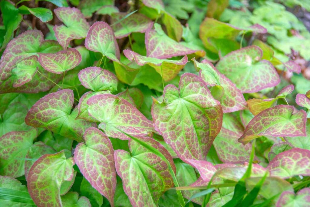 Horny goat weed benefits epimedium plant