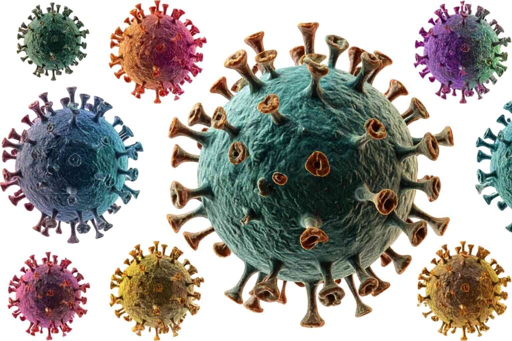 l-arginine immune system