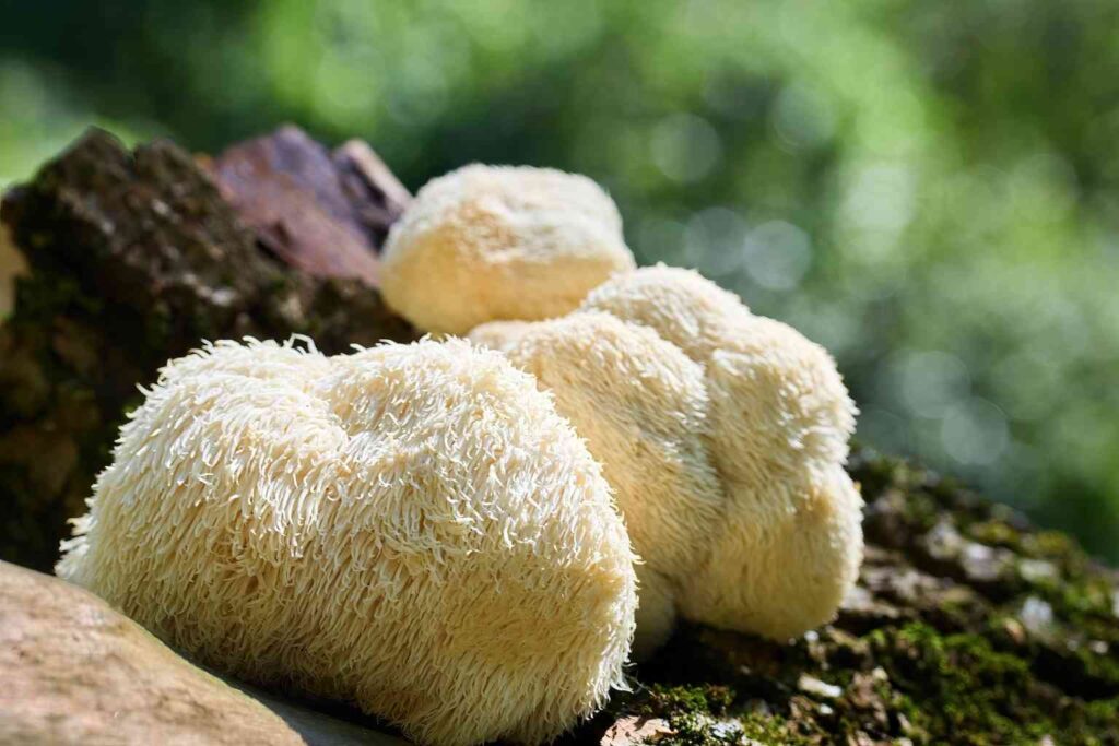 Lion's mane mushroom