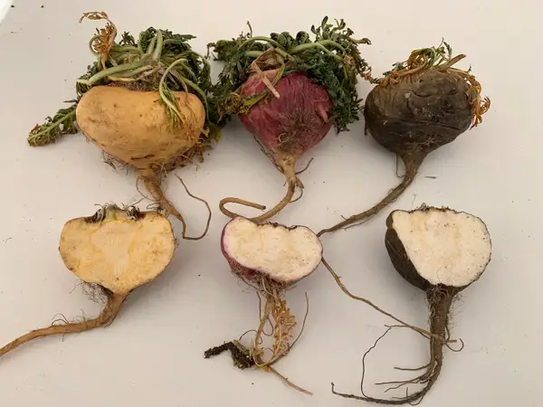 maca root for energy