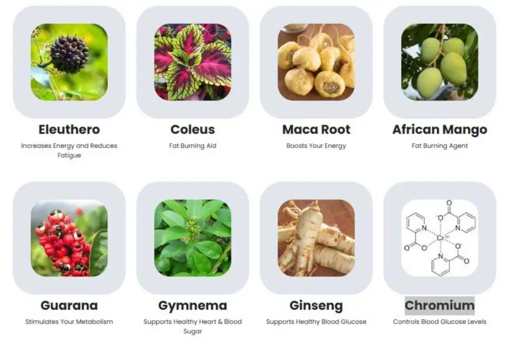 Sugar Defenser Ingredients