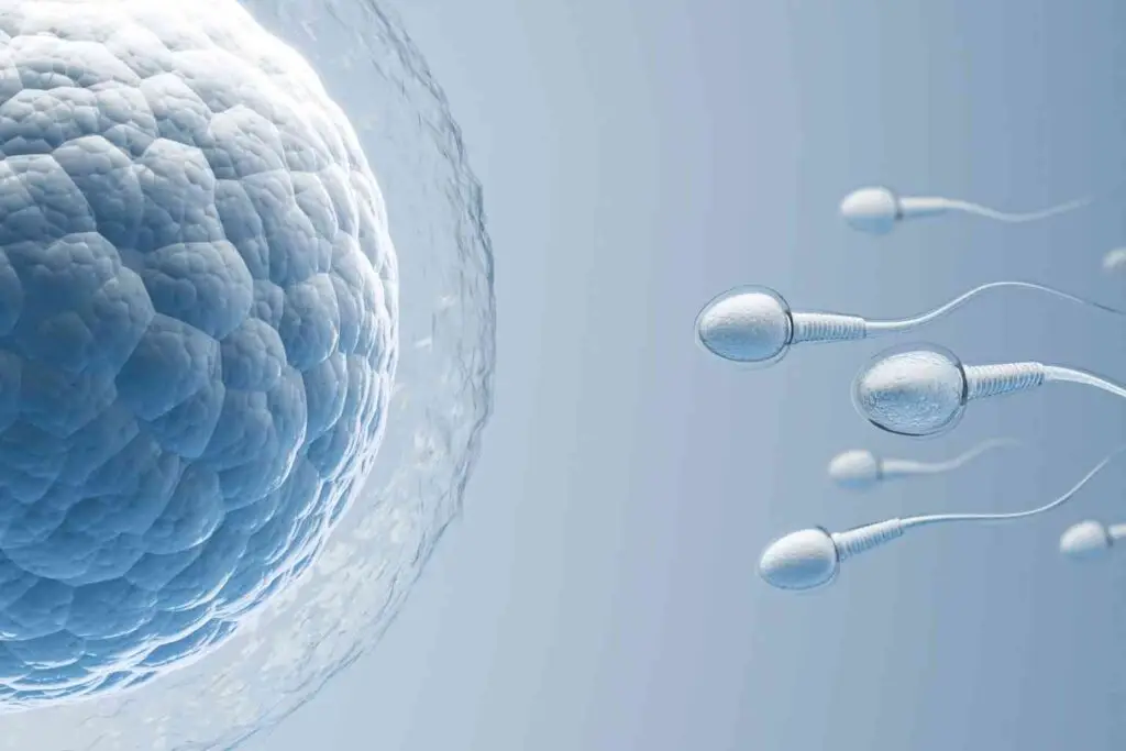 Tongkat ali Male Fertility